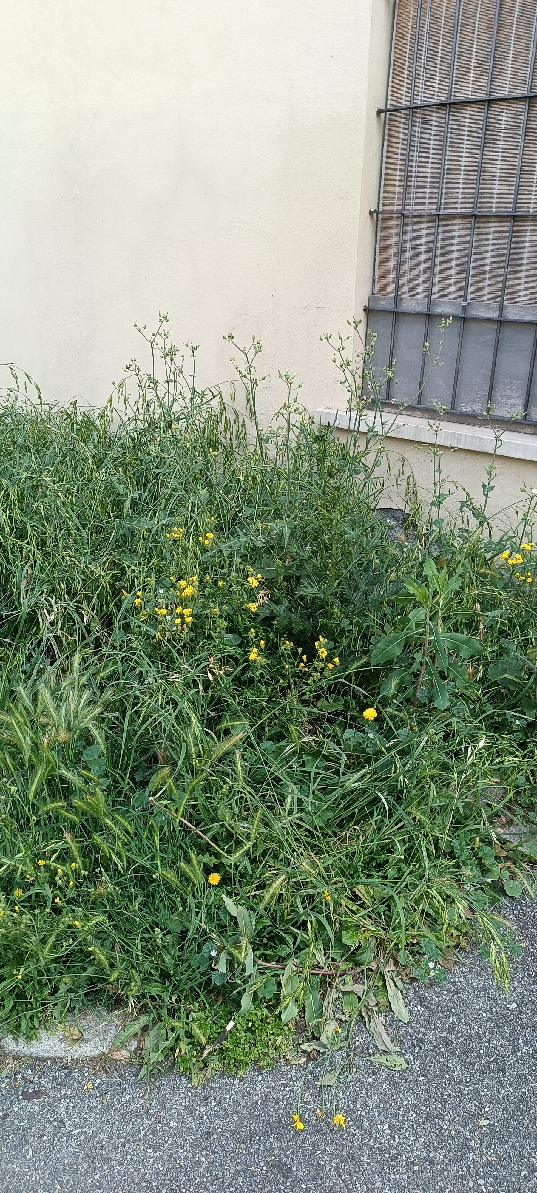 Immagine della segnalazione