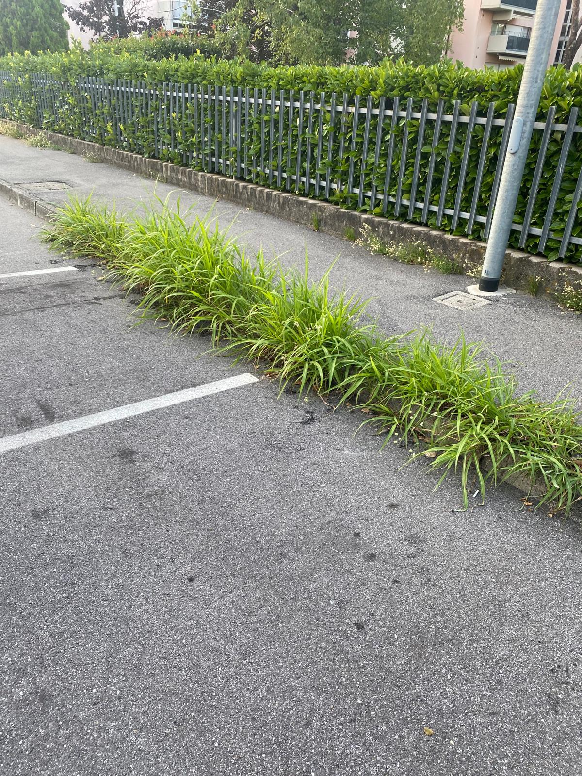 Immagine della segnalazione