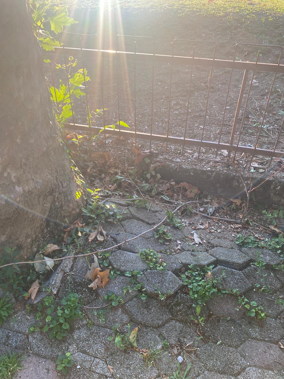 Immagine della segnalazione