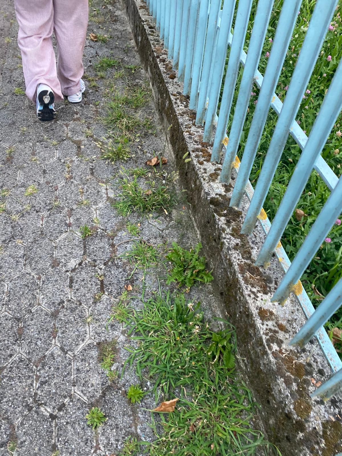Immagine della segnalazione