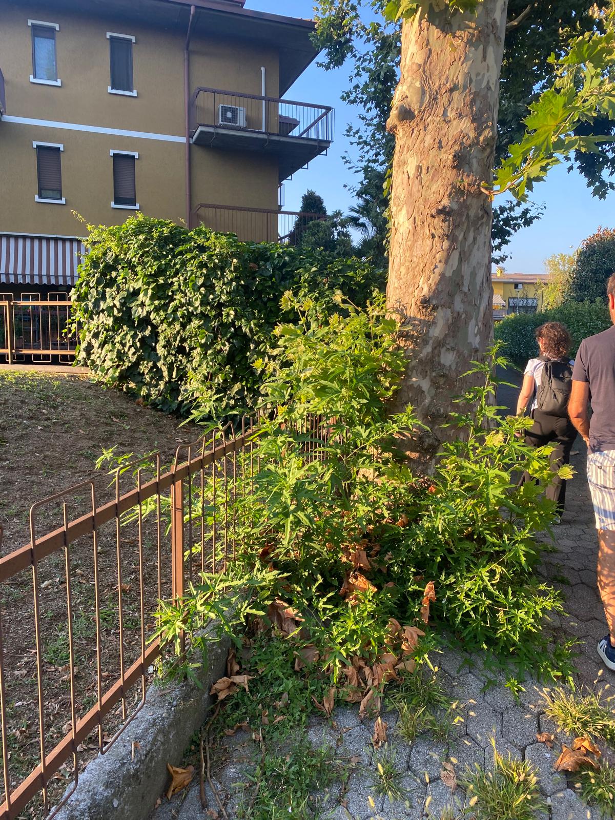 Immagine della segnalazione