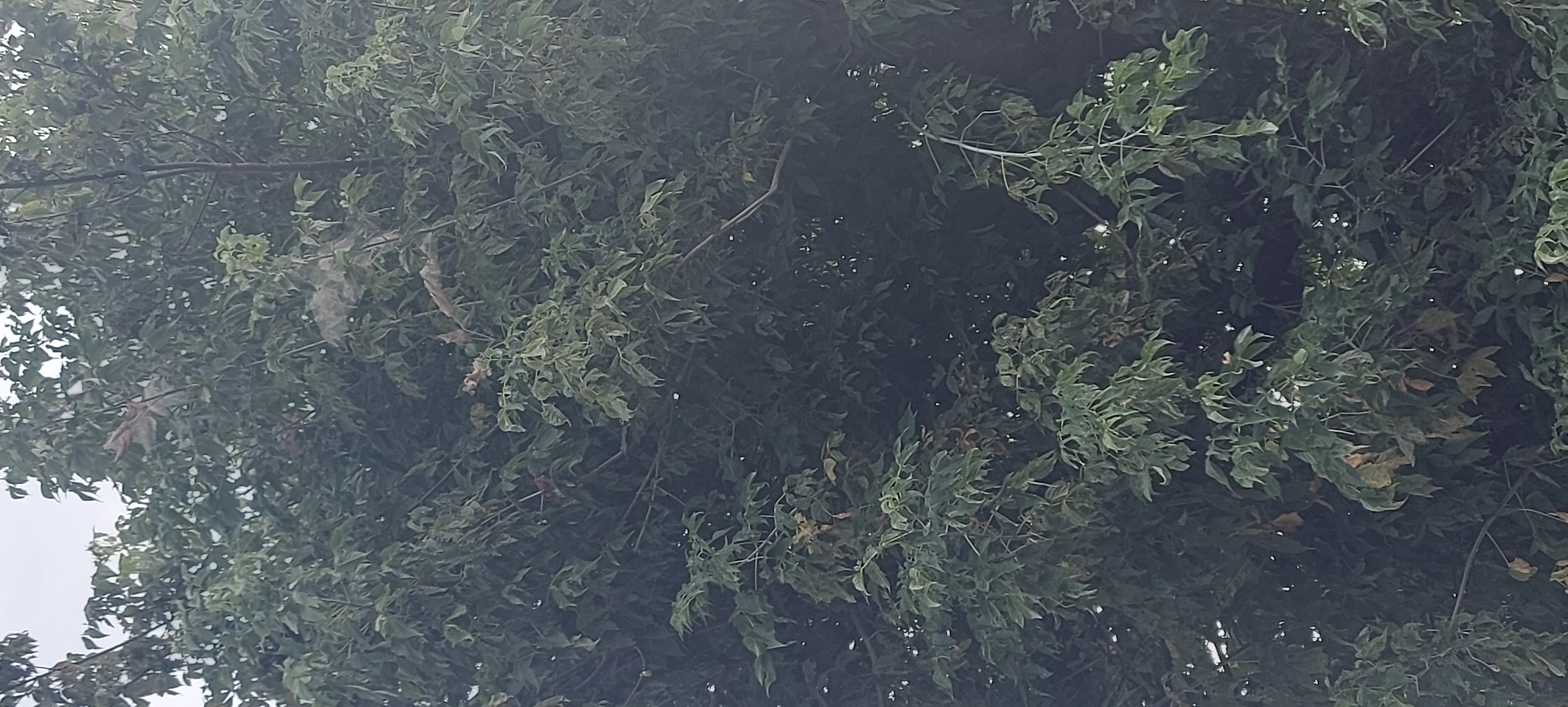 Immagine della segnalazione