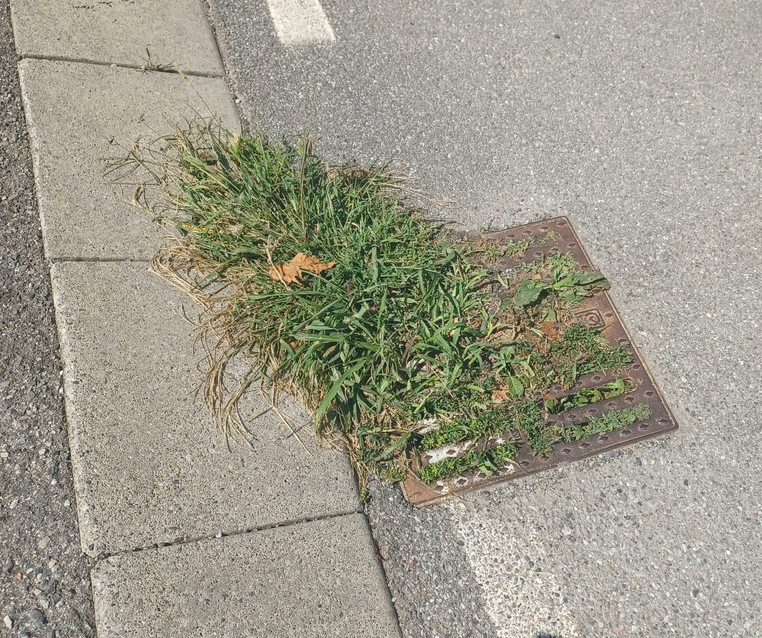 Immagine della segnalazione