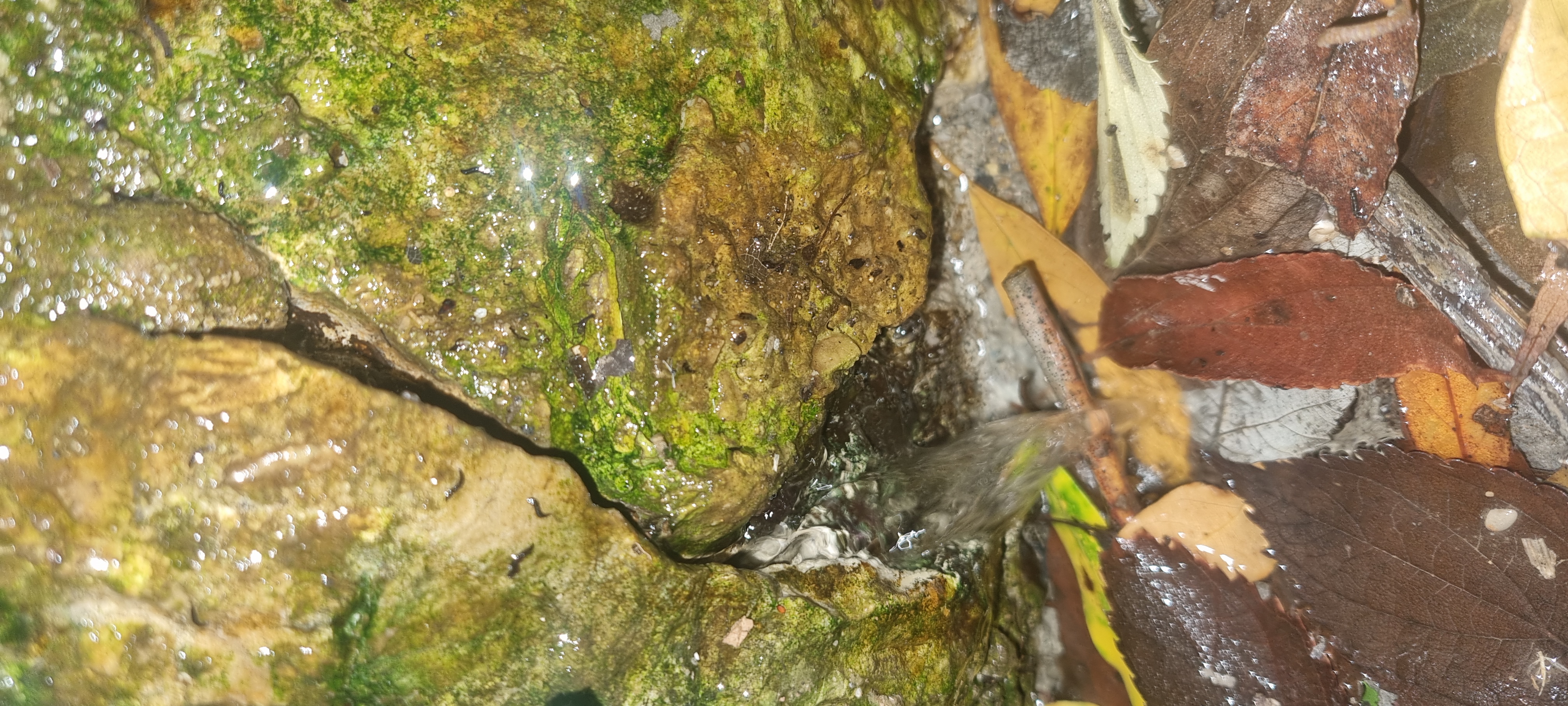 Immagine della segnalazione