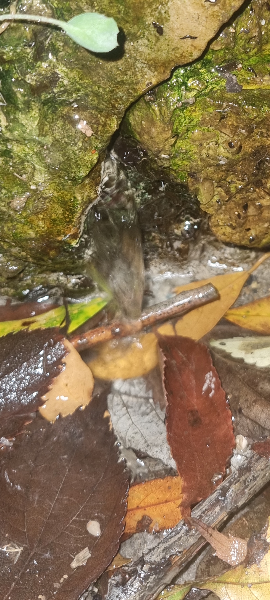 Immagine della segnalazione