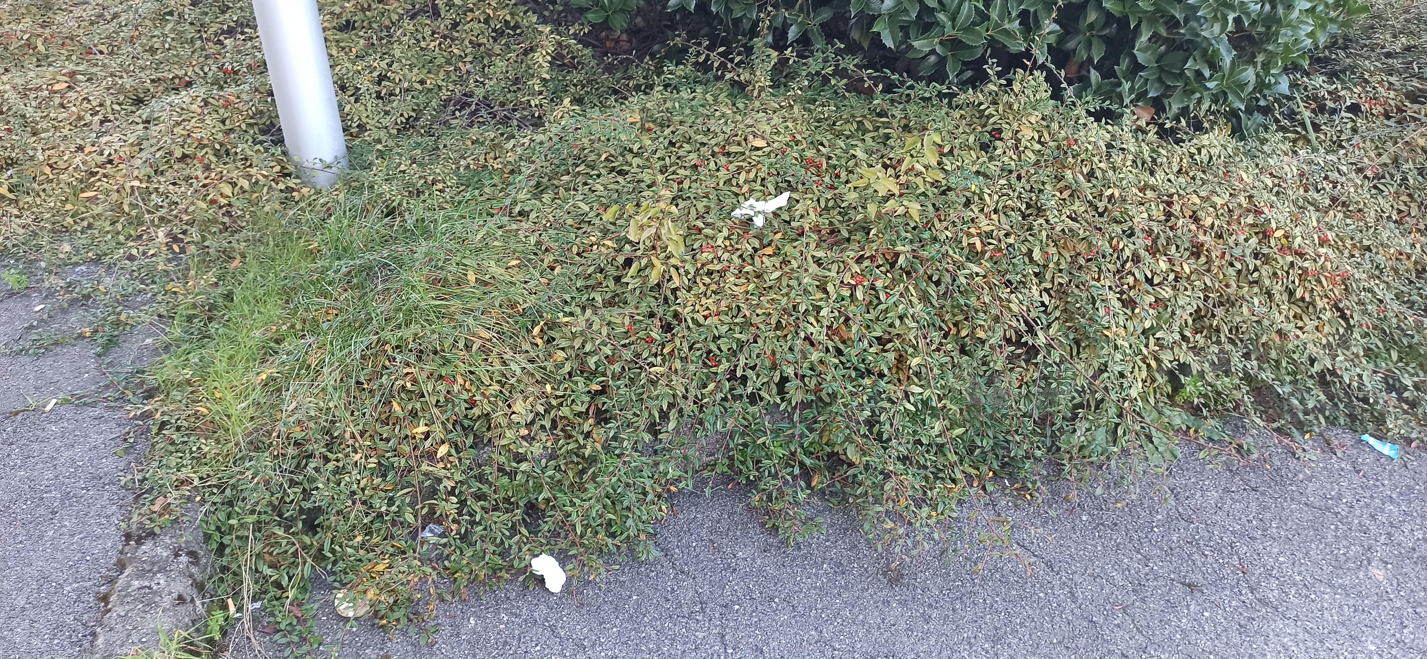 Immagine della segnalazione