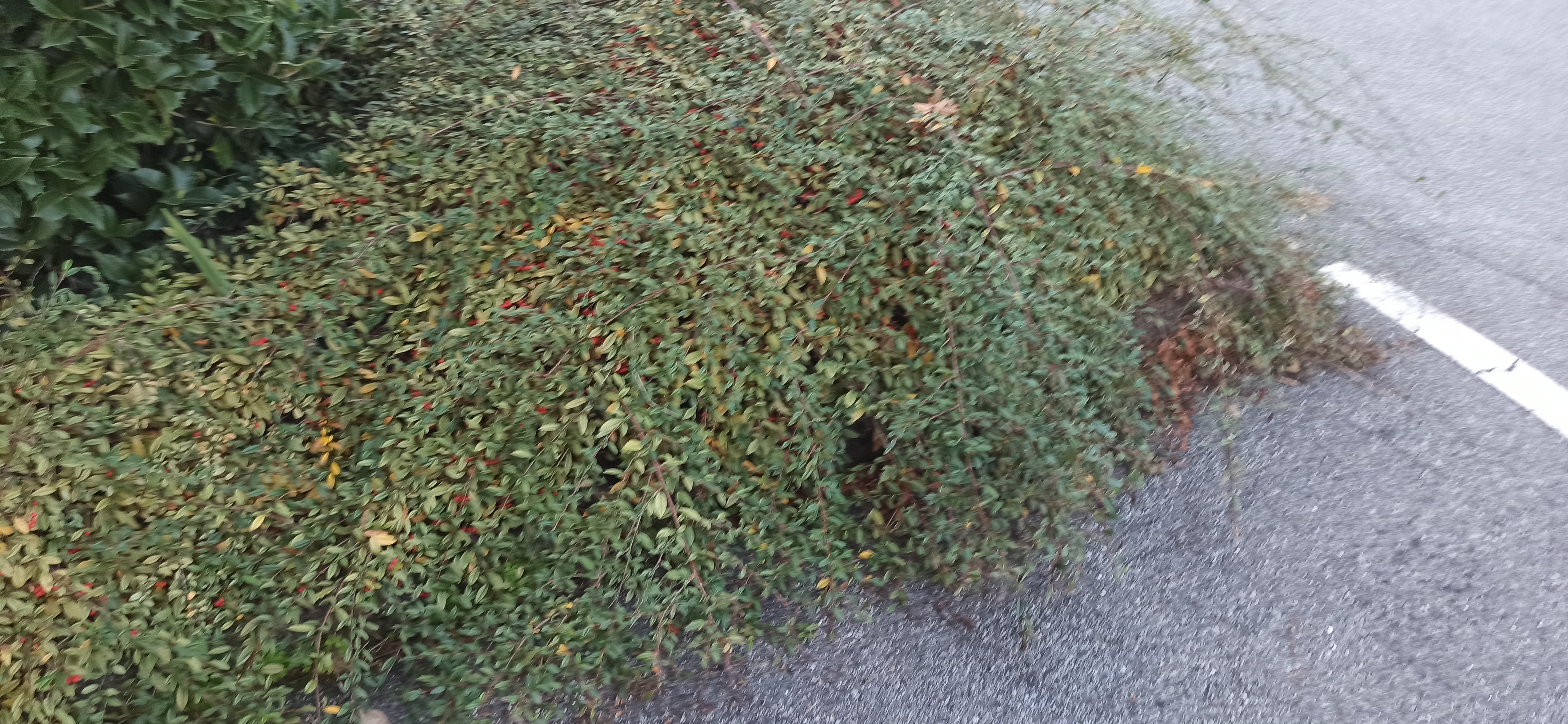 Immagine della segnalazione