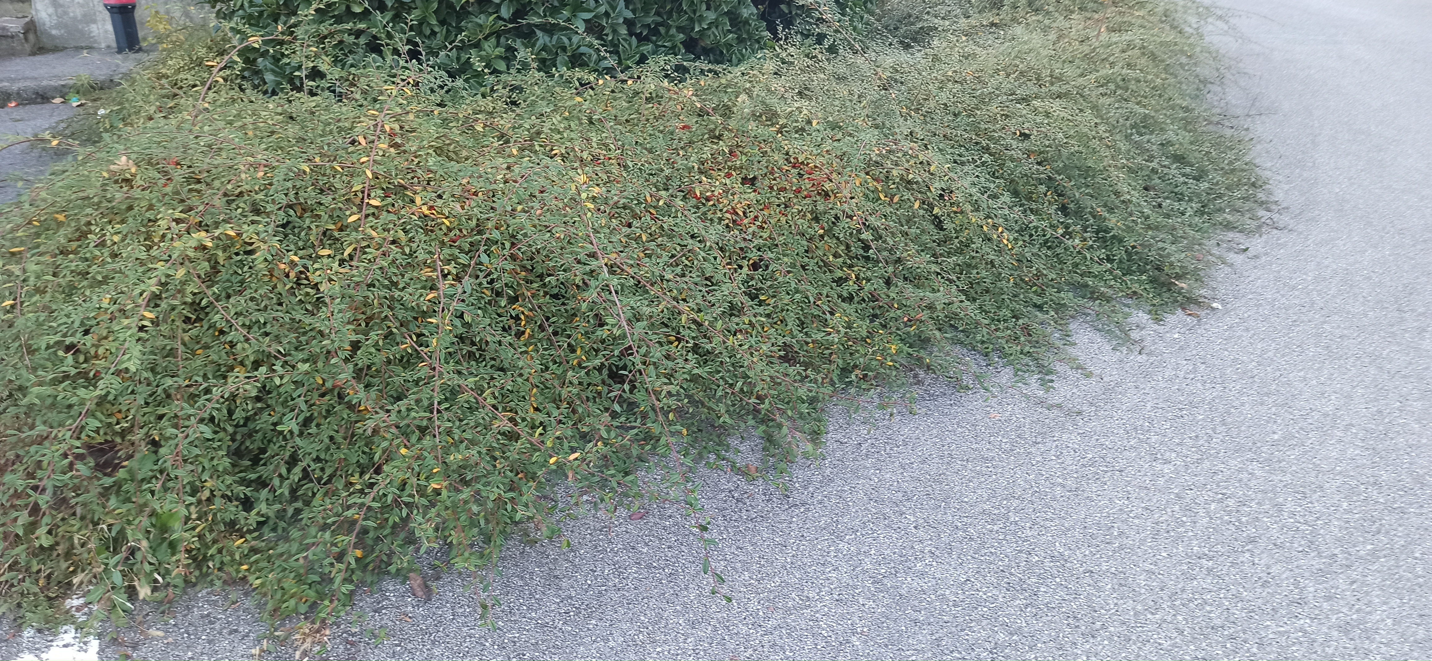 Immagine della segnalazione