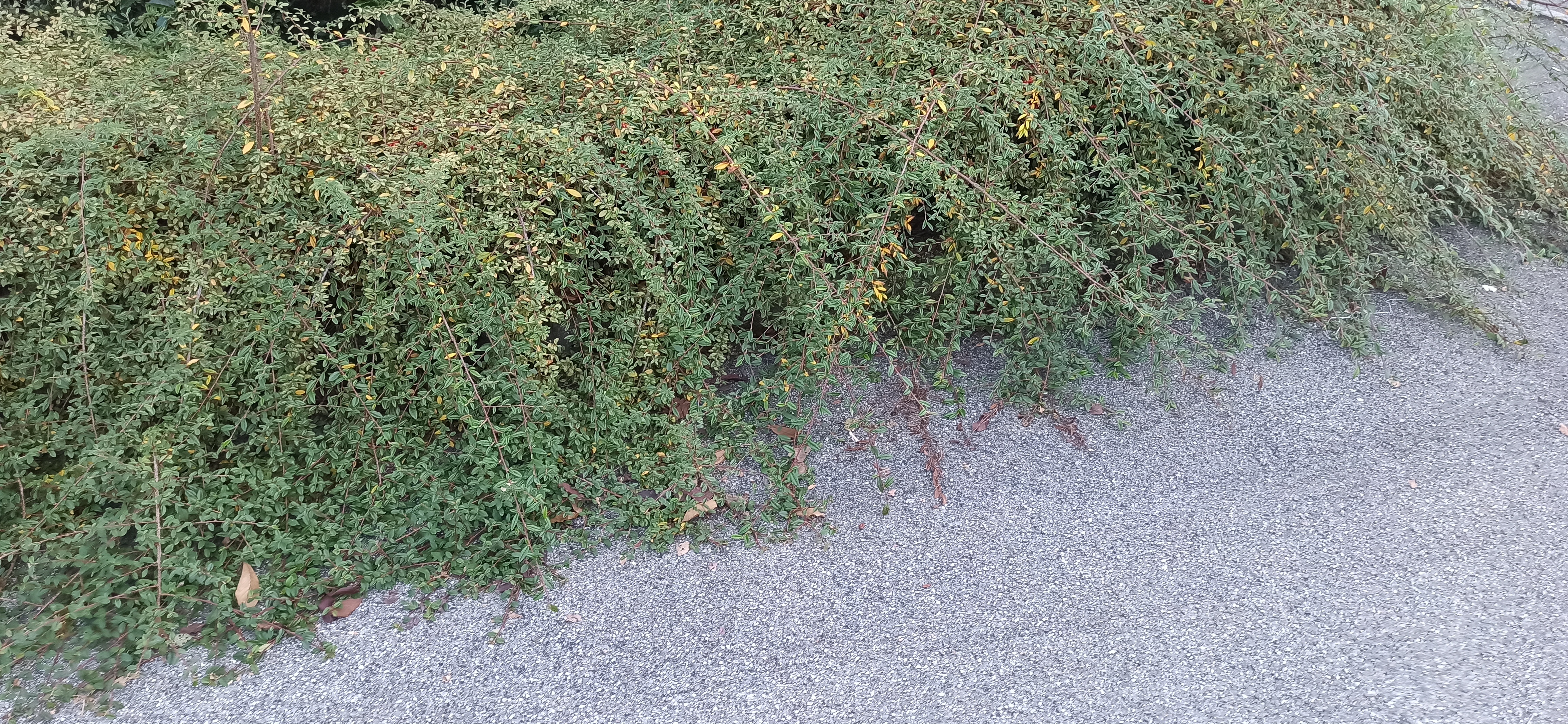 Immagine della segnalazione