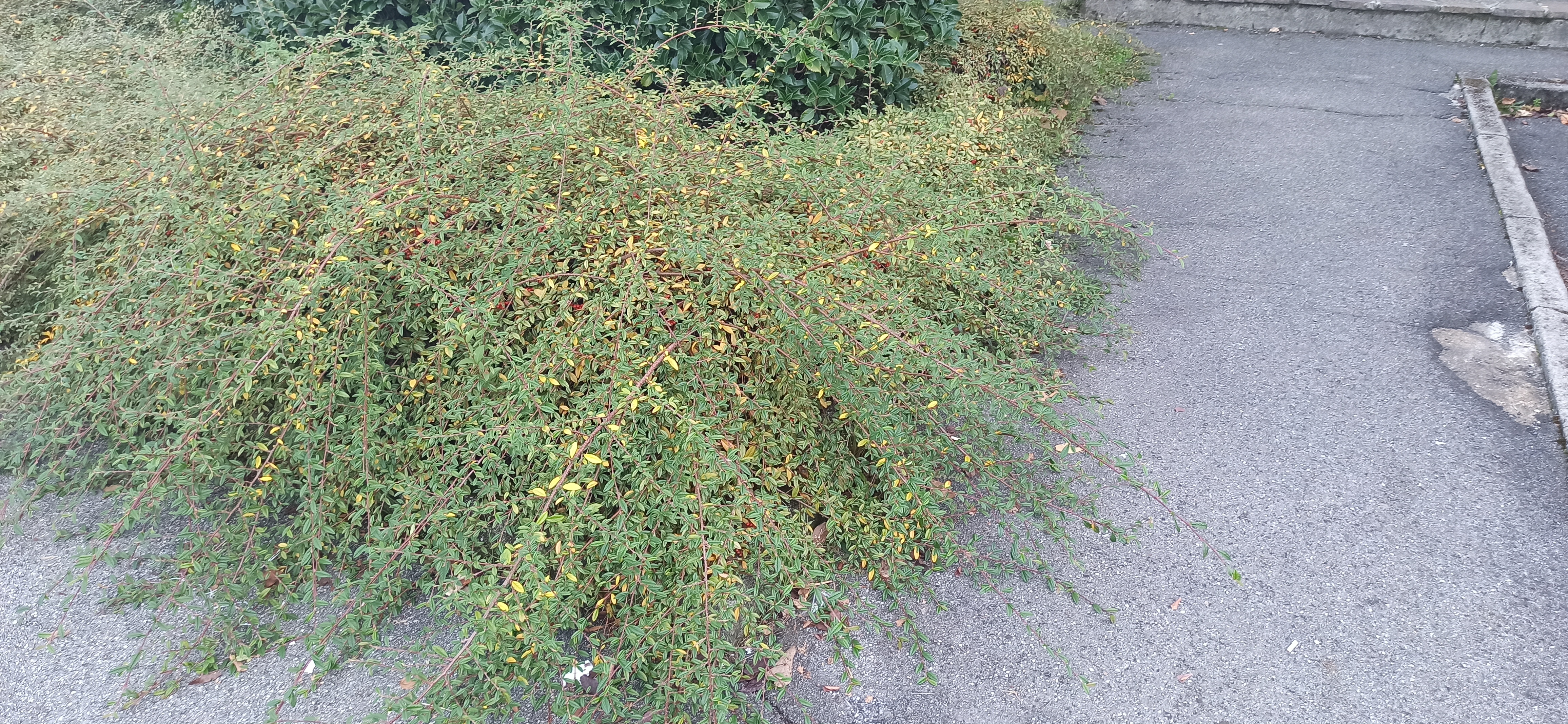 Immagine della segnalazione