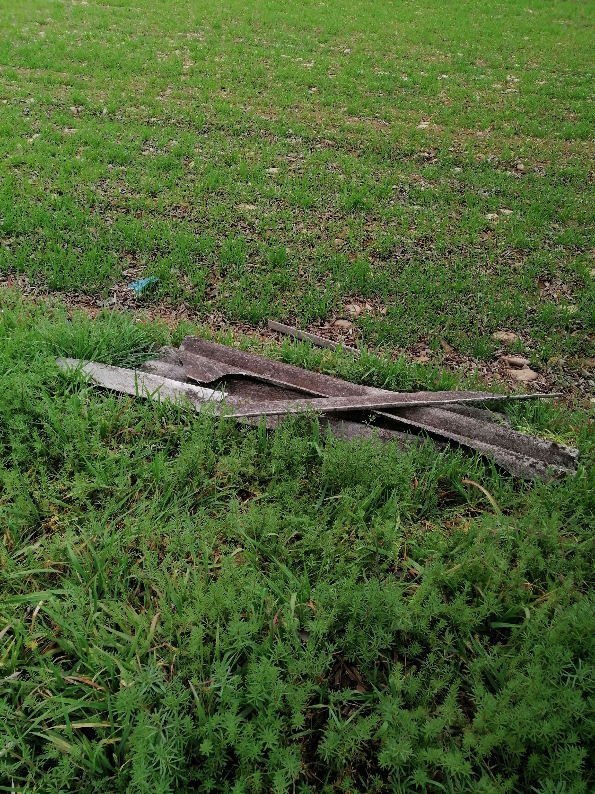 Immagine della segnalazione