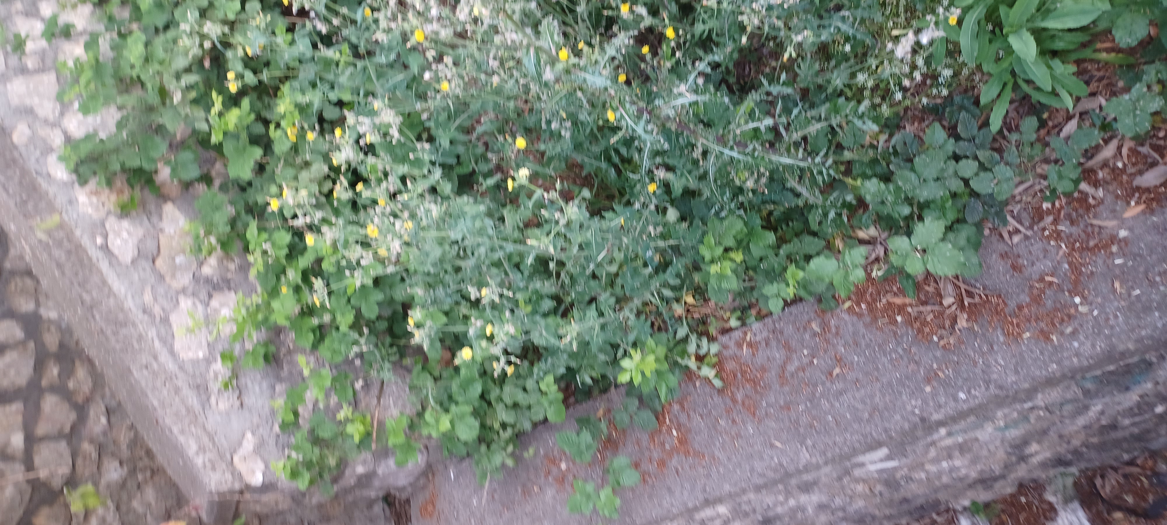 Immagine della segnalazione