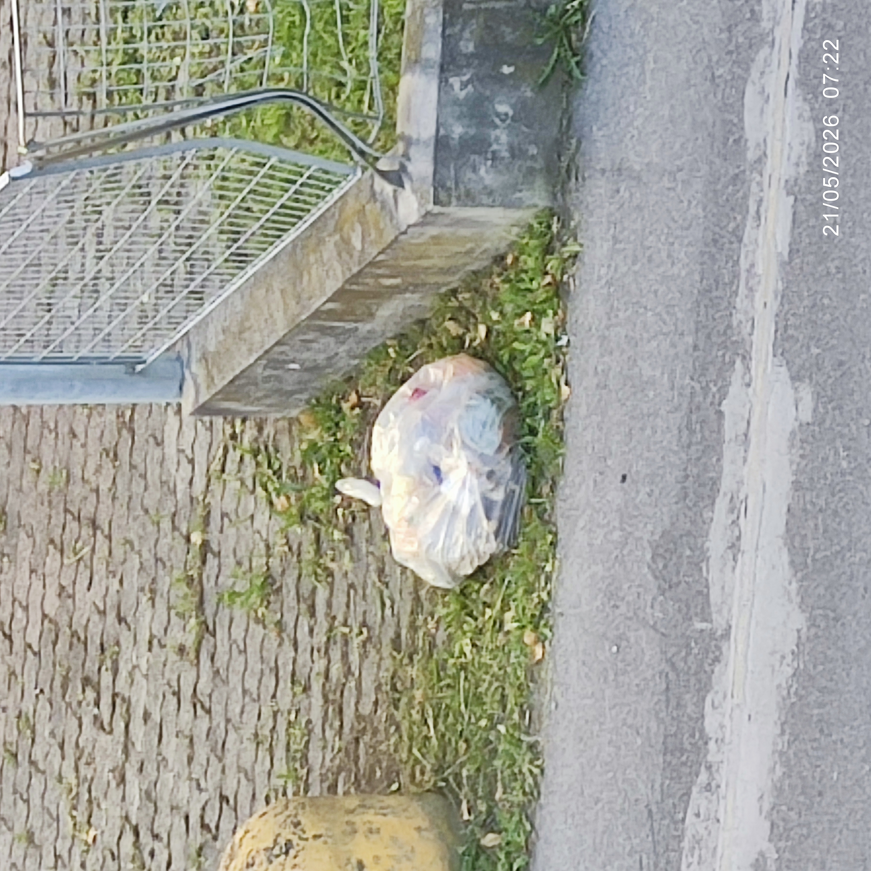 Immagine della segnalazione