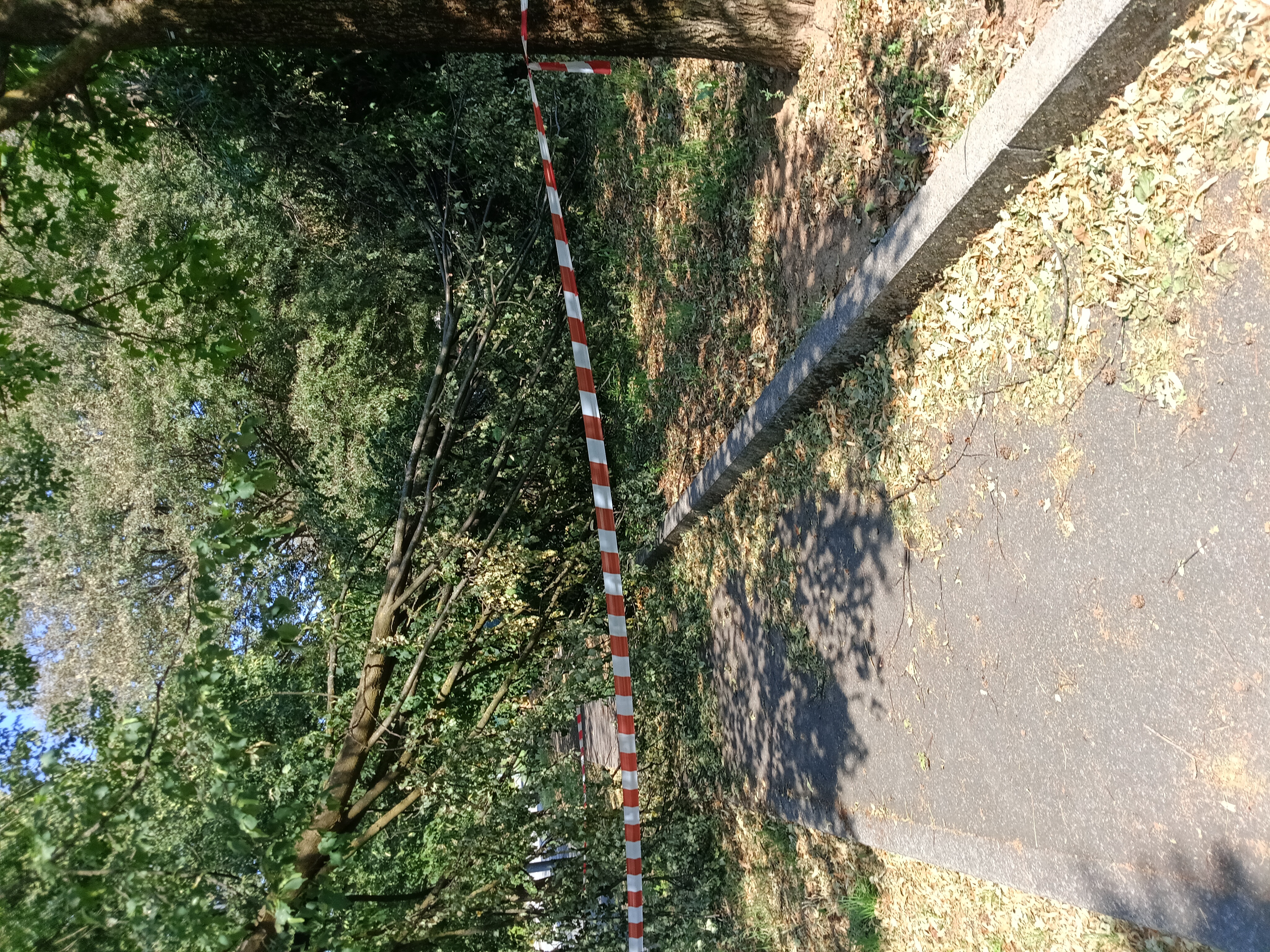 Immagine della segnalazione
