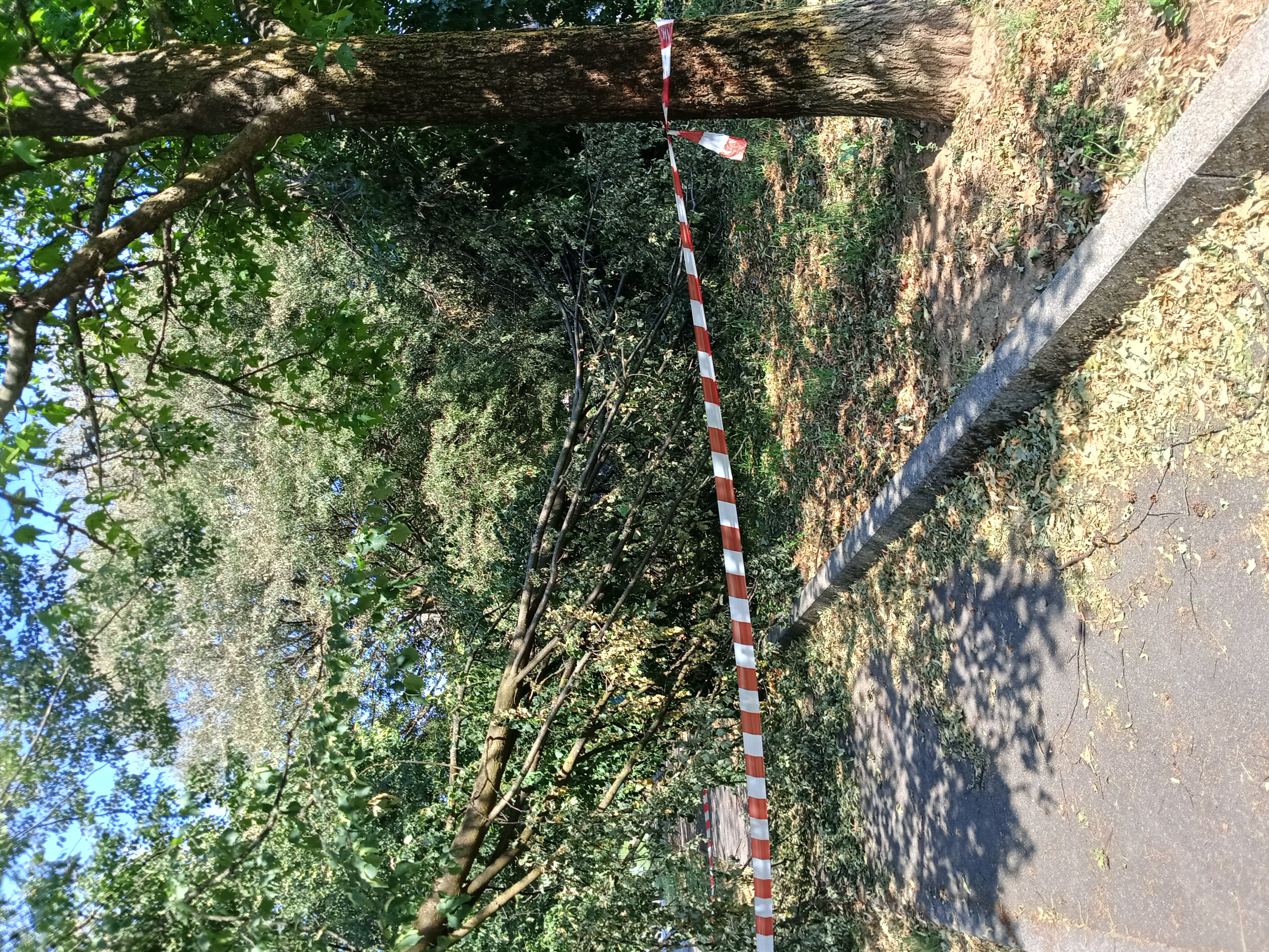 Immagine della segnalazione