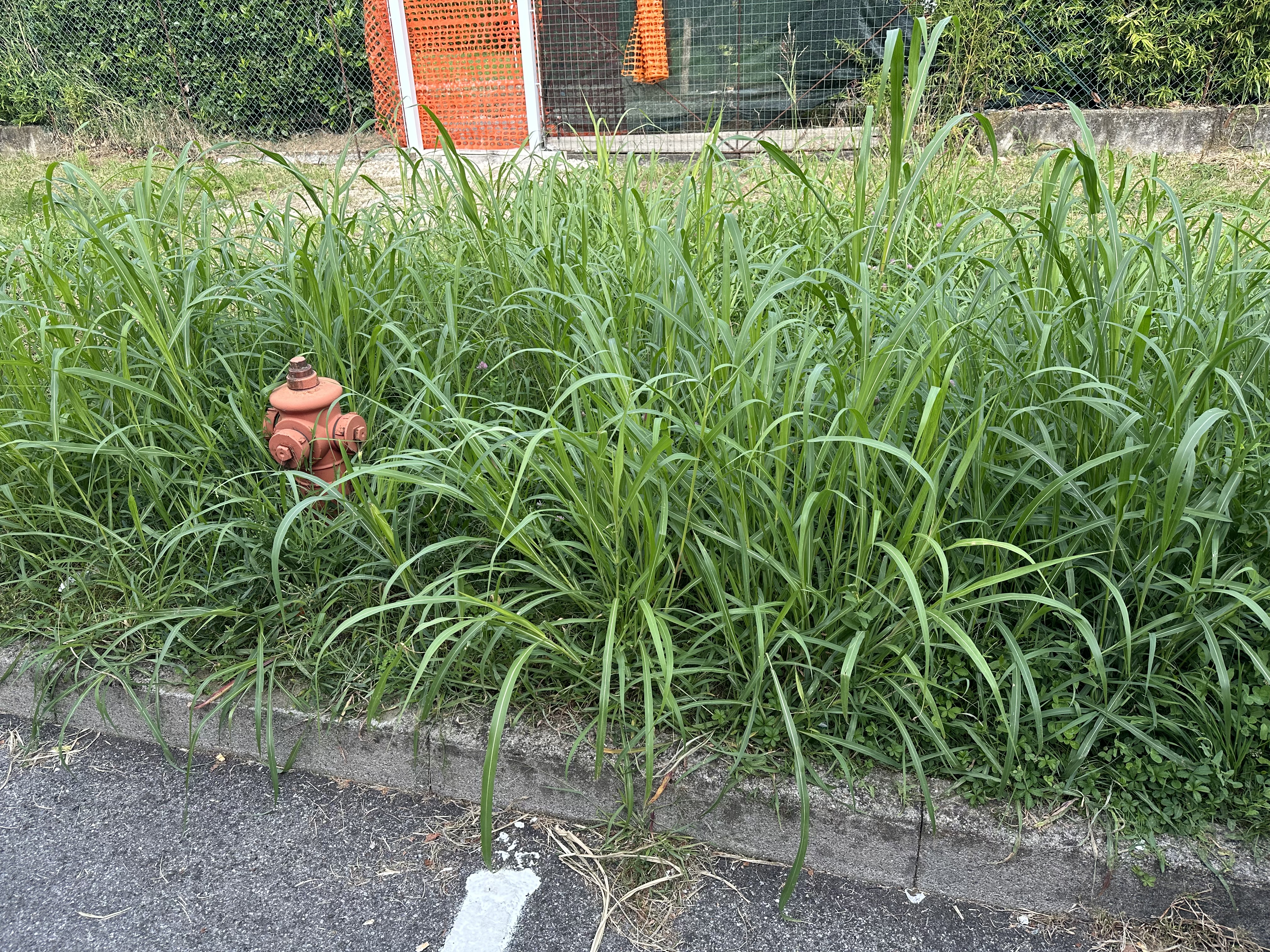 Immagine della segnalazione